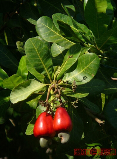 腰果樹(shù)