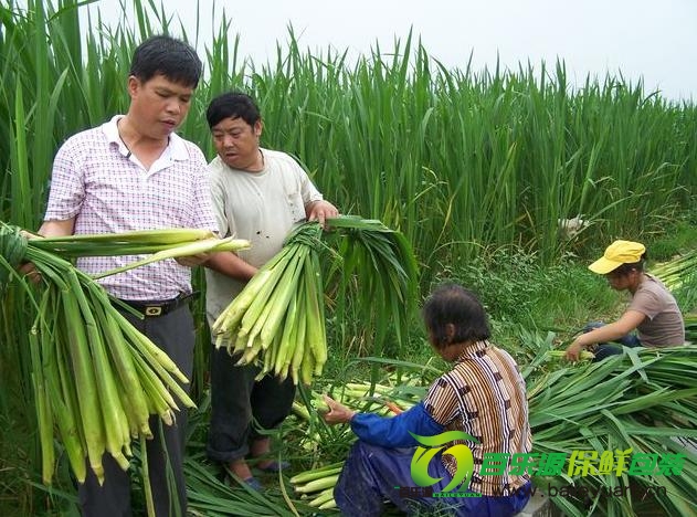 茭白營(yíng)養價(jià)值